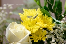 Beautiful picture of wedding rings on top of flowers Wedding in silver springs maryland by tomas hric photography